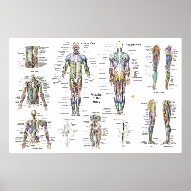 Human Muscle Anatomy Poster Anterior Posterior (Front)