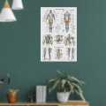Human Muscle Anatomy Poster Anterior Posterior | Zazzle