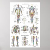 Human Ear Cochlear Frequency Mapping Diagram  Post Poster