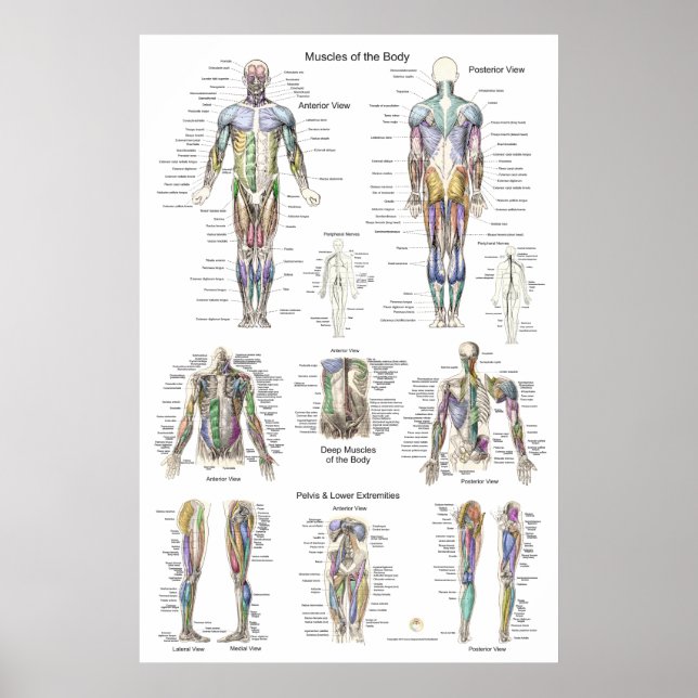 Human Muscle Anatomy Poster Anterior Posterior (Front)