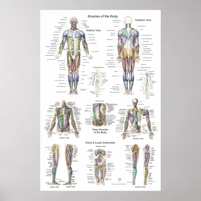 Human Muscle Anatomy Poster Anterior Posterior | Zazzle