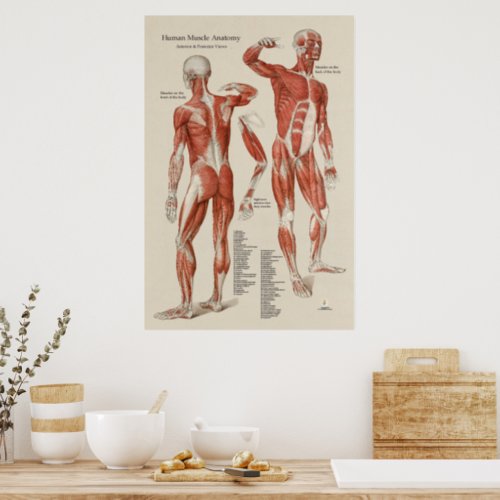 Human Muscle Anatomy Wall Chart