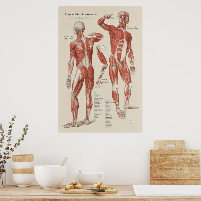 Human Muscle Anatomy Wall Chart (Kitchen)