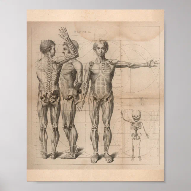 Human Muscle Skeleton Vintage Anatomy Print 1827 | Zazzle