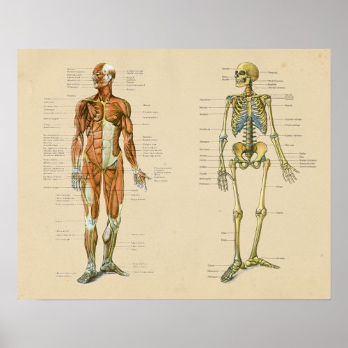 Human Muscle Skelton Anatomy Vintage Chart