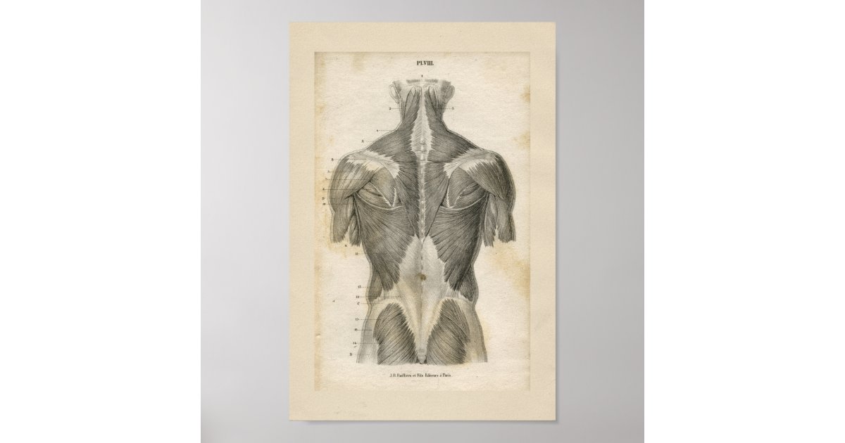 Human Muscle Vintage Anatomy Print | Zazzle