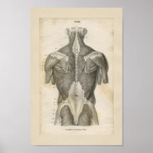 Human Muscle Vintage Anatomy Print | Zazzle