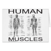 Human Muscles and Anatomy (Front Horizontal)