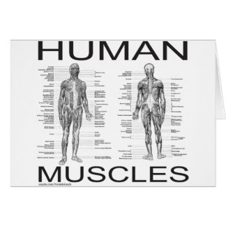 Human Muscles and Anatomy Cards