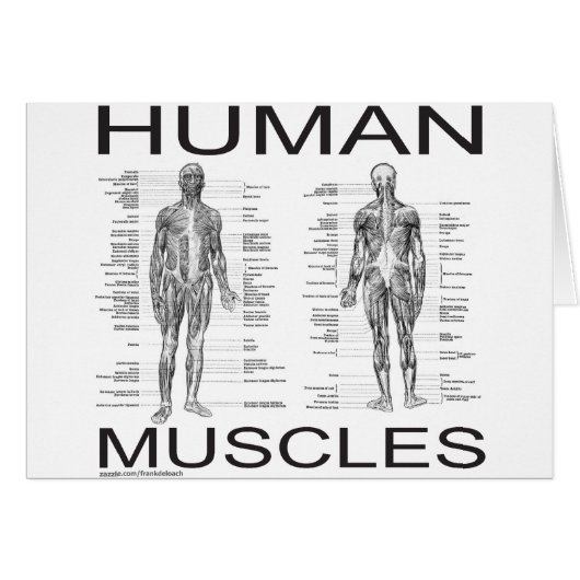 Human Muscles and Anatomy Cards (Front Horizontal)