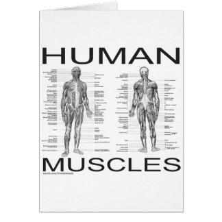 Human Muscles and Anatomy Cards