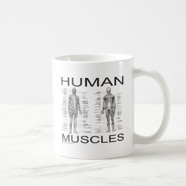 Human Muscles and Anatomy Coffee Mug (Right)