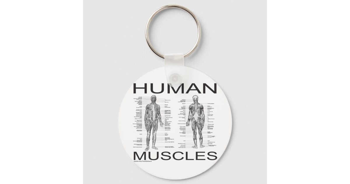 Human Muscles and Anatomy Keychain | Zazzle