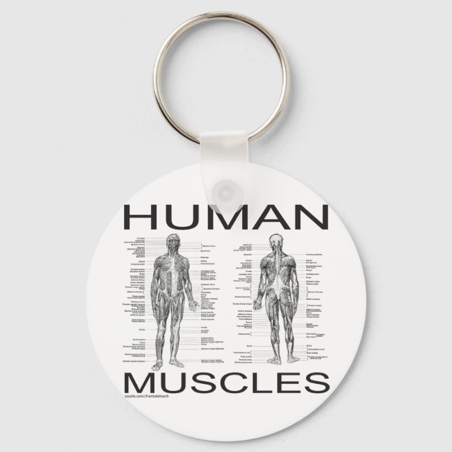 Human Muscles and Anatomy Keychain (Front)