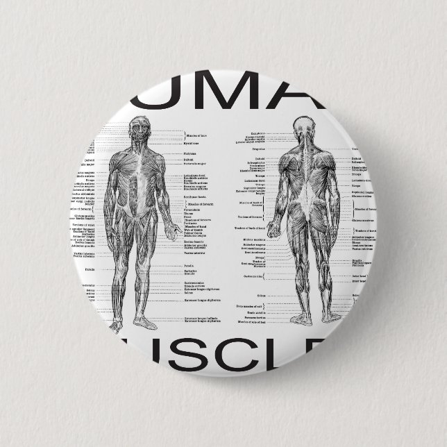 Human Muscles and Anatomy Pinback Button (Front)
