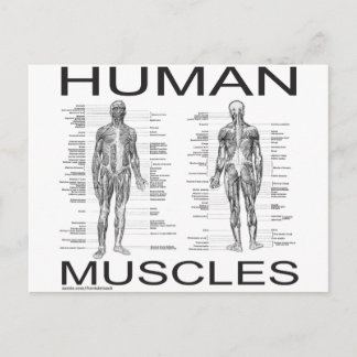 Human Muscles and Anatomy Postcard