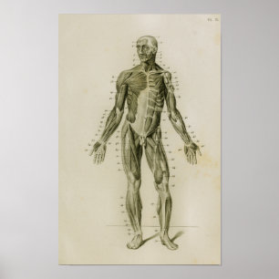 Human Muscles Anterior Vintage Anatomy Print