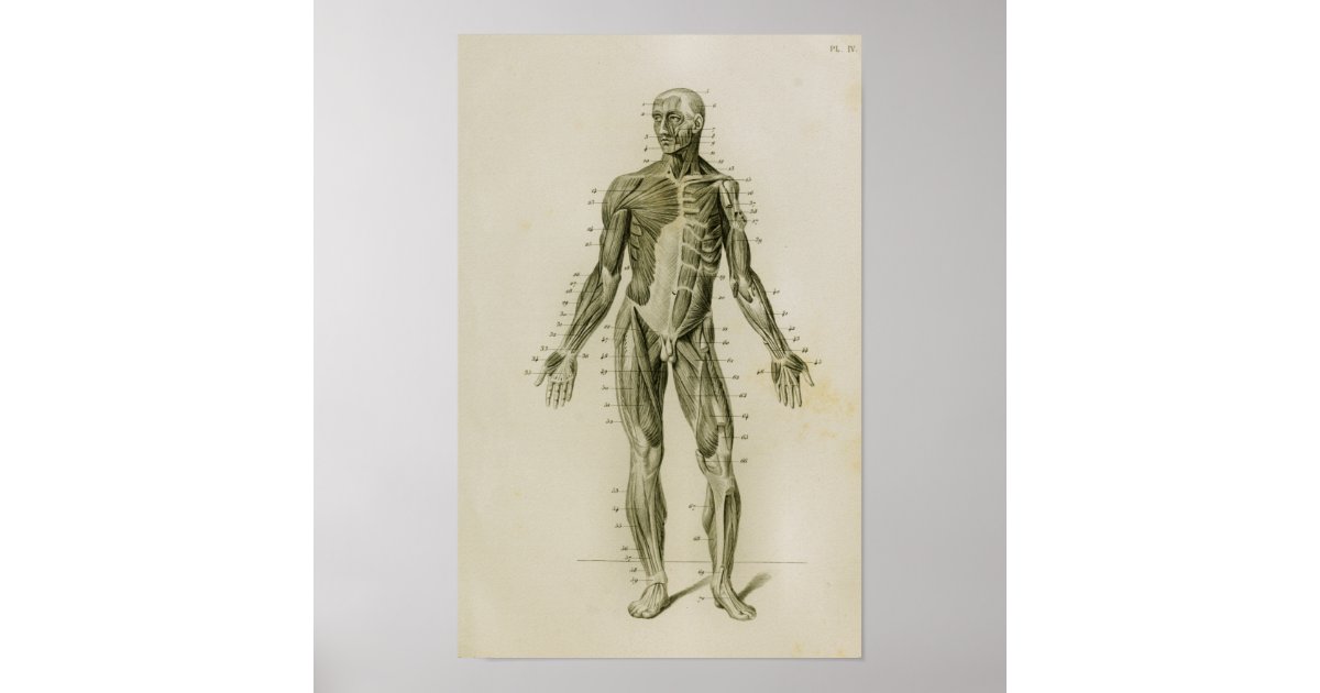 Human Muscles Anterior Vintage Anatomy Print | Zazzle