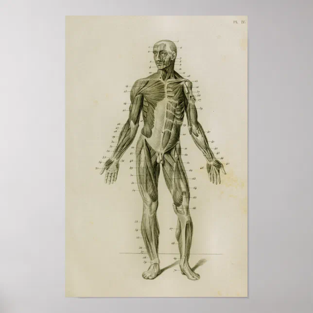 Human Muscles Anterior Vintage Anatomy Print | Zazzle