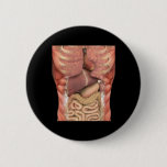 Human Muscles Organs Scary Anatomy Teacher Hallowe Button