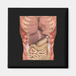 Human Muscles Organs Scary Anatomy Teacher Hallowe Magnet
