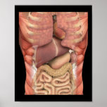 Human Muscles Organs Scary Anatomy Teacher Hallowe Poster