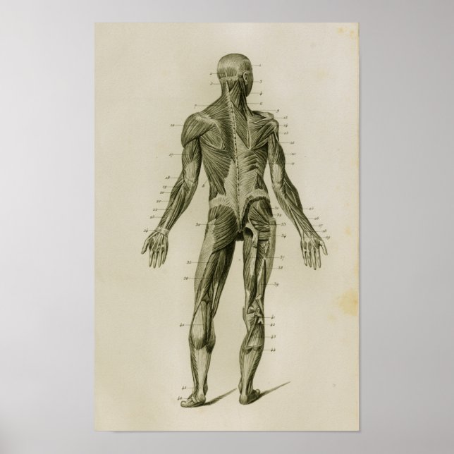 Human Muscles Posterior Vintage Anatomy Print (Front)