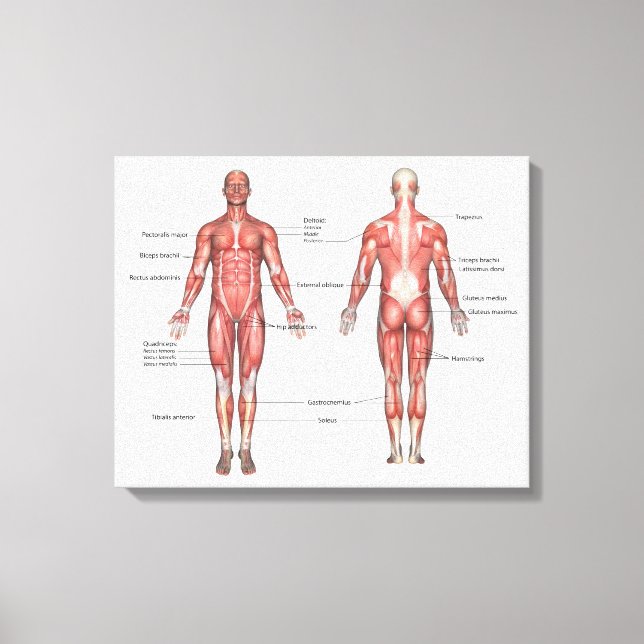 Human muscular system labeled canvas print (Front)