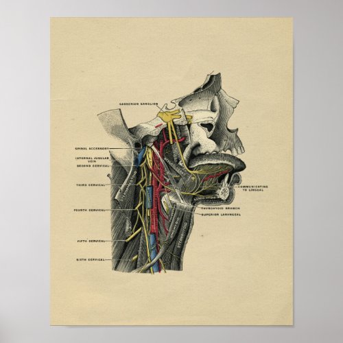 Human Neck Anatomy 1902 Vintage Print
