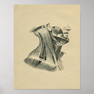 Human Neck Anatomy 1902 Vintage Print