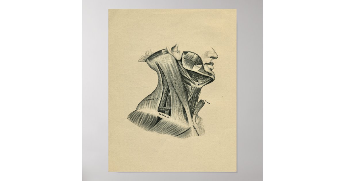 Human Neck Anatomy 1902 Vintage Print | Zazzle
