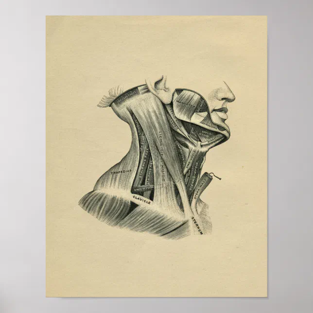Human Neck Anatomy 1902 Vintage Print | Zazzle