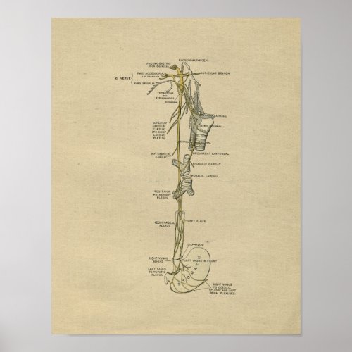 Human Nerve Anatomy 1902 Vintage Print