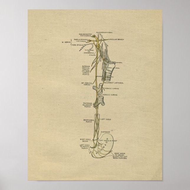Human Nerve Anatomy 1902 Vintage Print (Front)