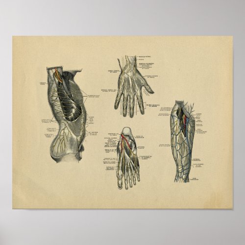 Human Nerves Anatomy 1902 Vintage Print