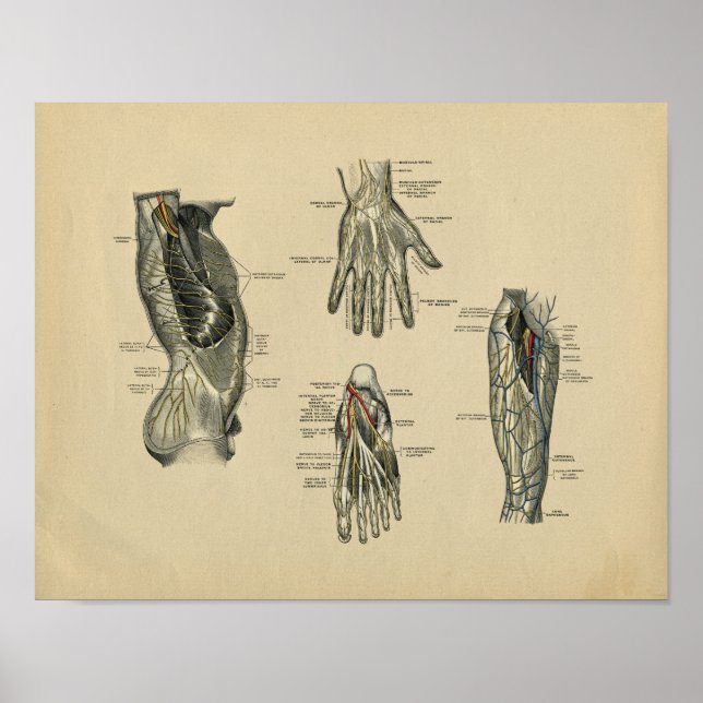 Human Nerves Anatomy 1902 Vintage Print (Front)