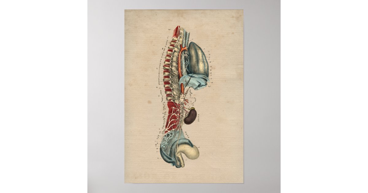 Human Nervous System Anatomy 1841 Print | Zazzle
