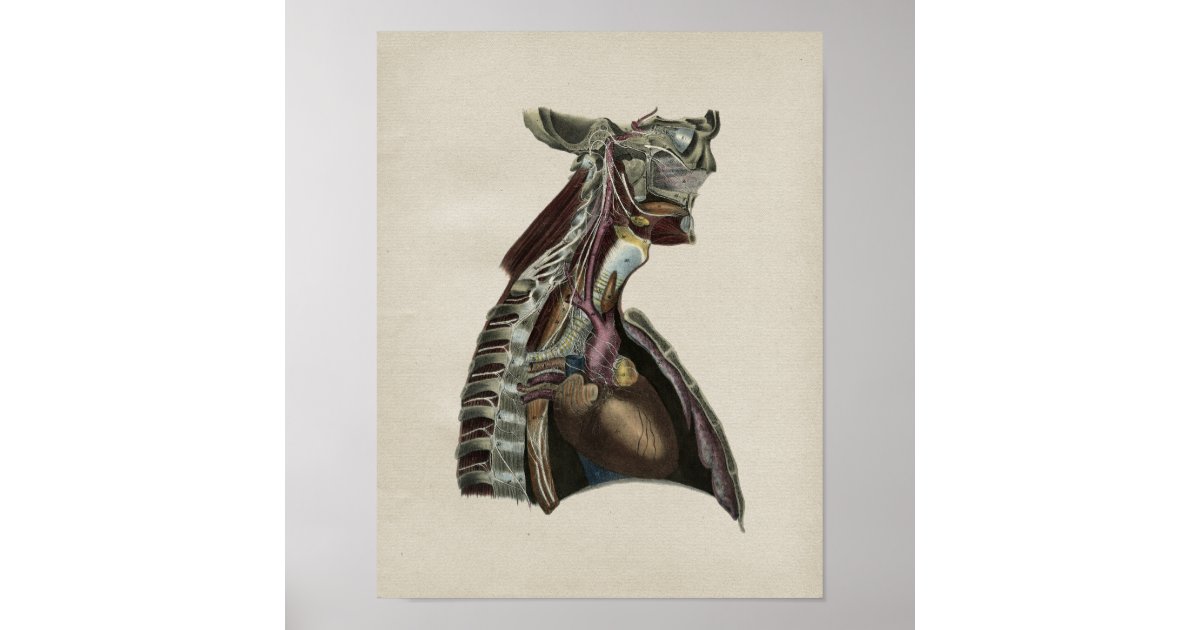 Human Nervous System Anatomy Vintage Print | Zazzle