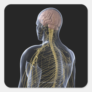 Human Nervous System Square Sticker