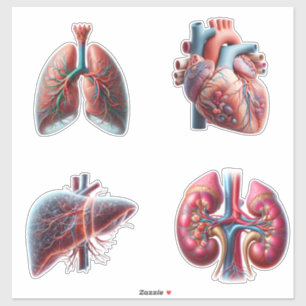 Human Organs 4 Pack Stickers