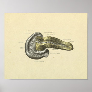 Human Pancreas Internal Anatomy Print