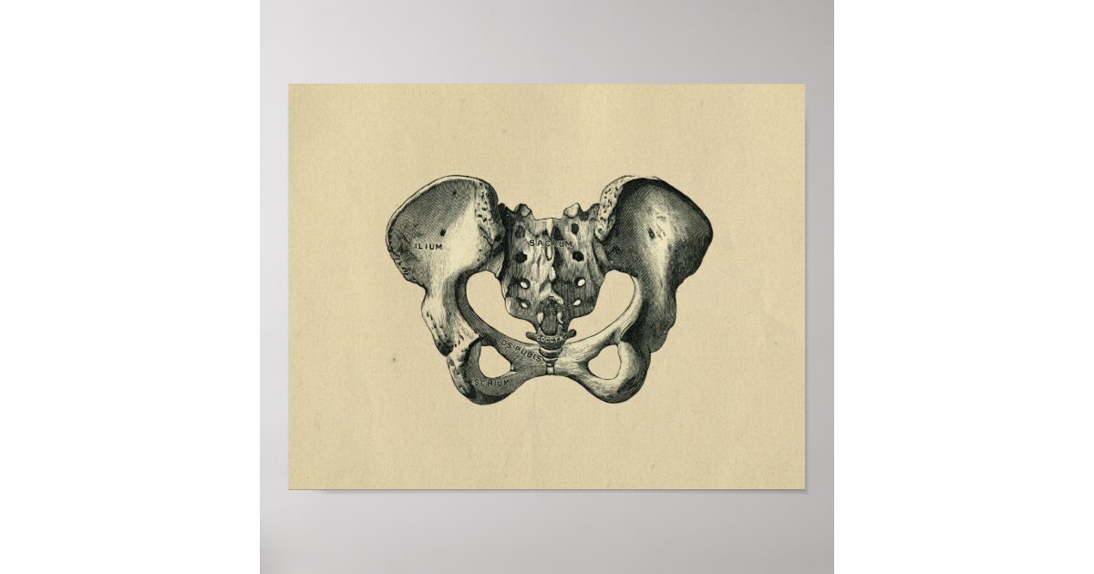 Human Pelvis Anatomy 1902 Vintage Print | Zazzle