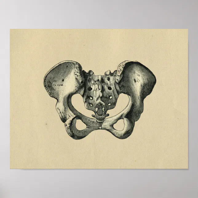 Human Pelvis Anatomy 1902 Vintage Print | Zazzle