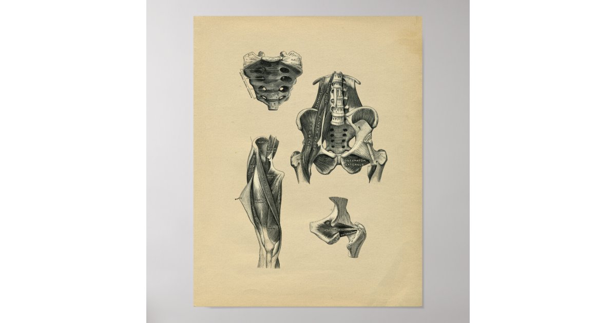 Human Pelvis Leg Anatomy 1902 Vintage Print | Zazzle