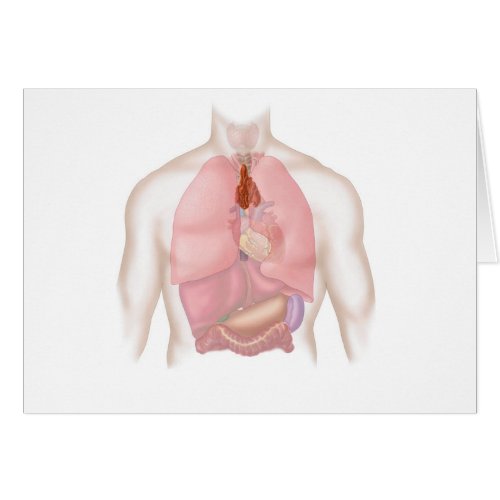 Human Respiratory And Digestive System