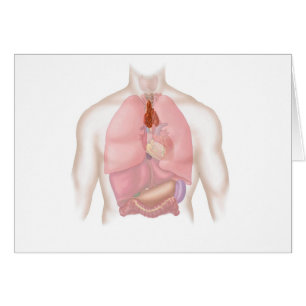 Human Respiratory And Digestive System Cards