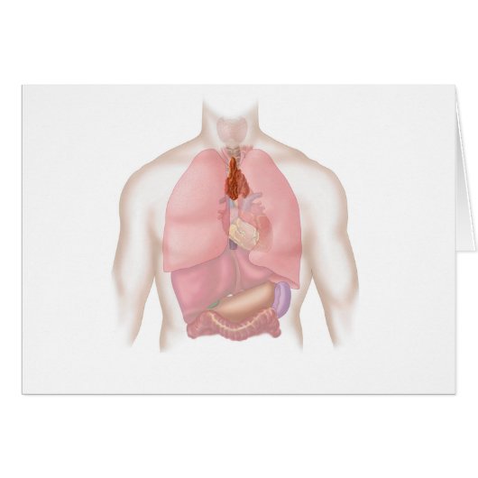 Human Respiratory And Digestive System Cards (Front Horizontal)