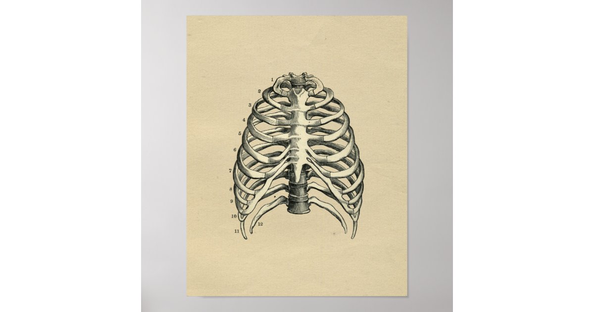 Human RibCage Anatomy 1902 Vintage Print | Zazzle