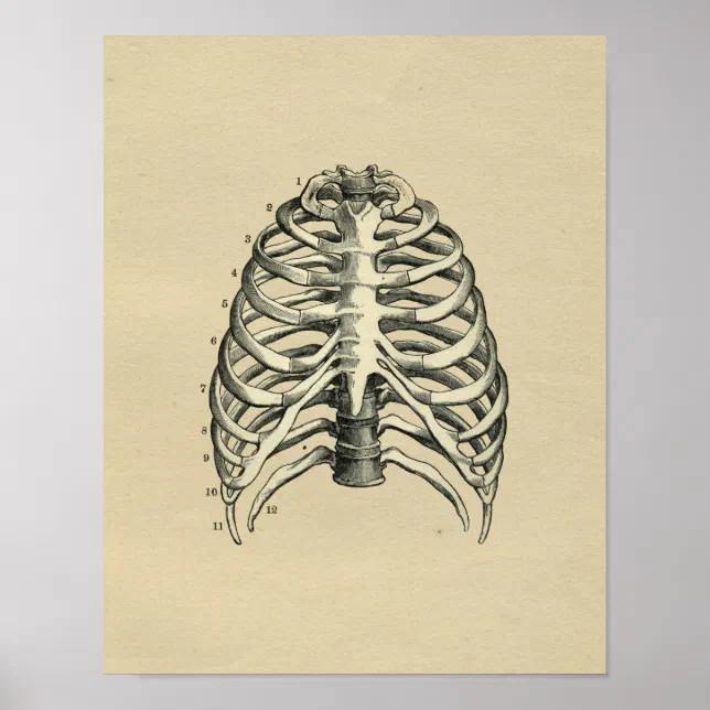 Human RibCage Anatomy 1902 Vintage Print | Zazzle