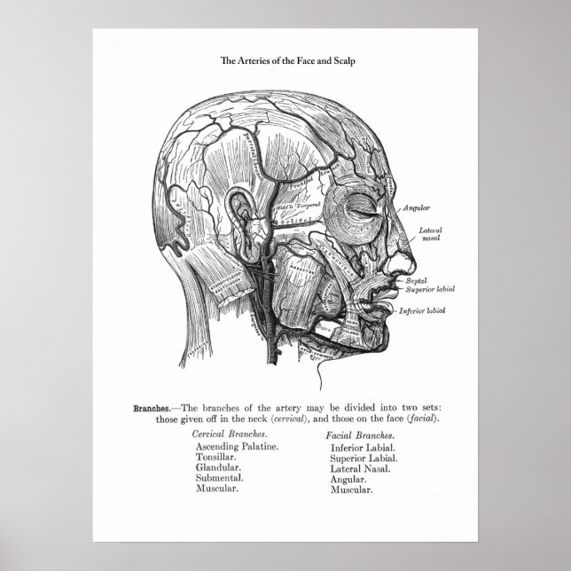 Human Scalp Blood Vessels Anatomy Poster (Front)